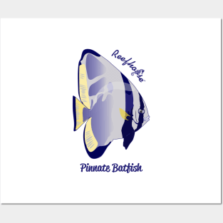 Pinnate Batfish Posters and Art